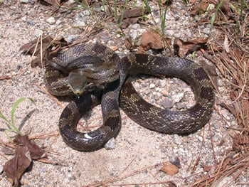 Gray Ratsnake Outdoor Alabama